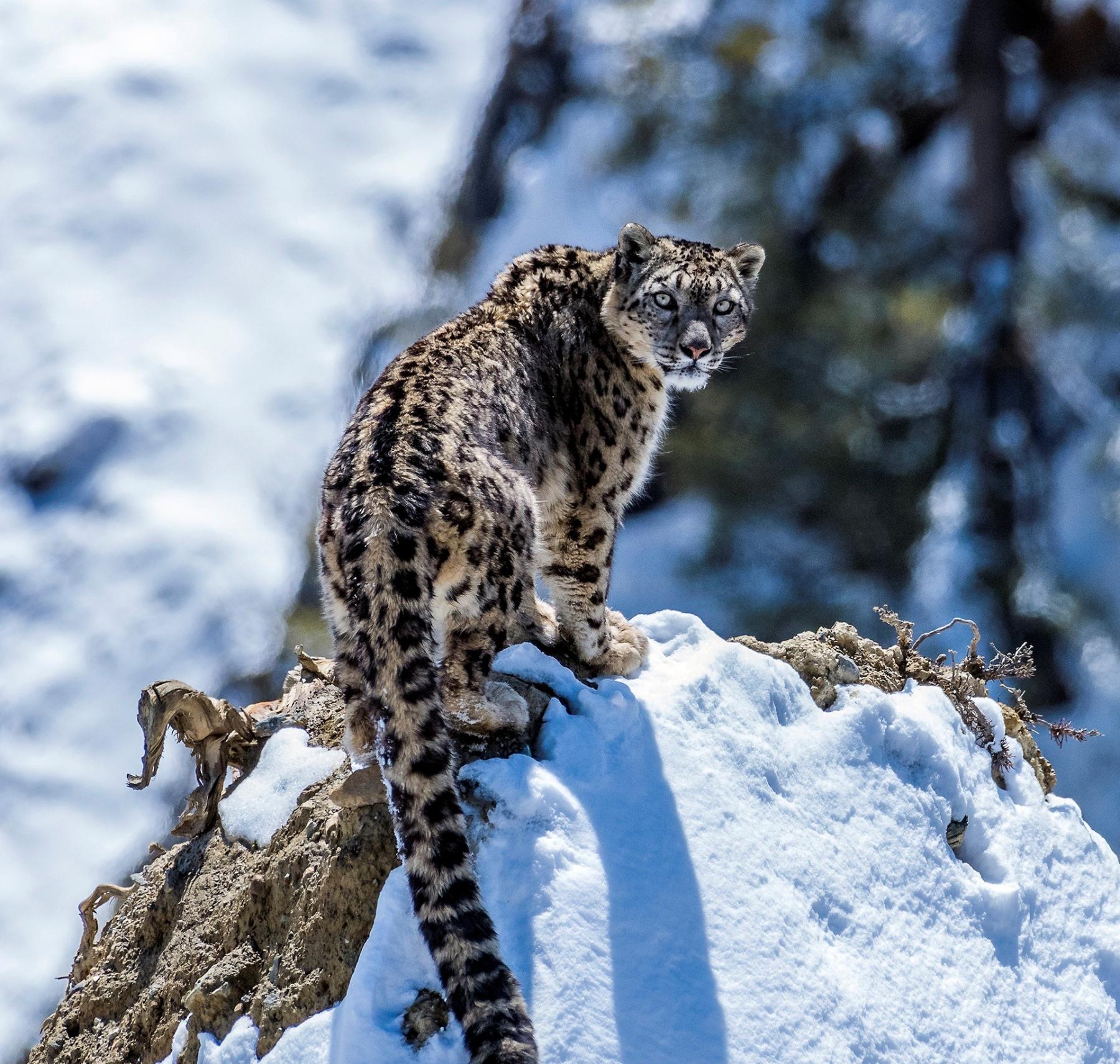 Snow Leopard